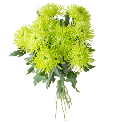 绿色安娜菊鲜花烟花菊插花