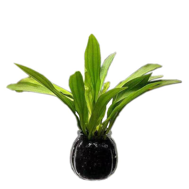 易养活体真水草装饰红荷鱼缸造景