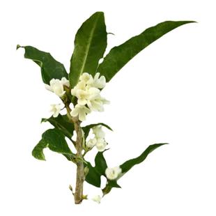 塔莎的花园 四季桂花盆栽树苗开花浓香室内金桂地栽庭院阳台原生