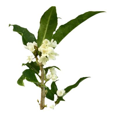 塔莎的花园桂花盆栽树苗庭院原生