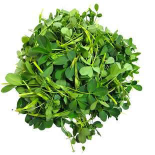 现摘苜蓿菜新鲜5斤食用头茬野菜蔬菜嫩芽农家山野草头陕西金花菜