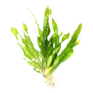 大小水兰纽兰淡水阴性前中后景水草懒人鱼缸造景龙舌兰活体易养活