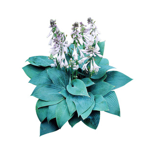 玉簪裸根苗耐阴耐寒庭院花园阳台多年生绿植物花苗种球根造景预售