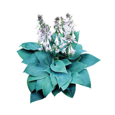 玉簪裸根苗花叶共赏造景优选