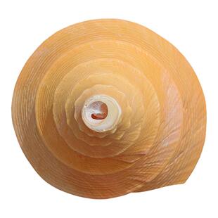 天然海螺贝壳超大蛙螺鱼缸造景摆件收藏螺号可吹响特大号角包邮