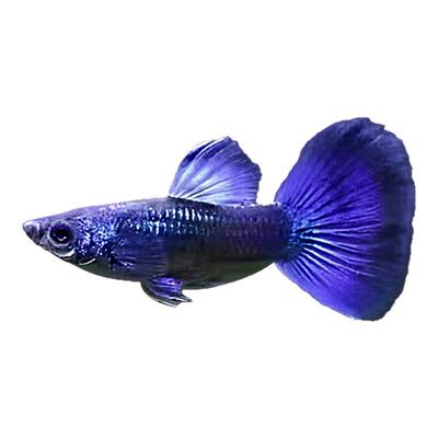 精品冰蓝孔雀鱼活鱼纯种大尾巴孕母临产凤尾鱼小型热带观赏鱼鱼苗