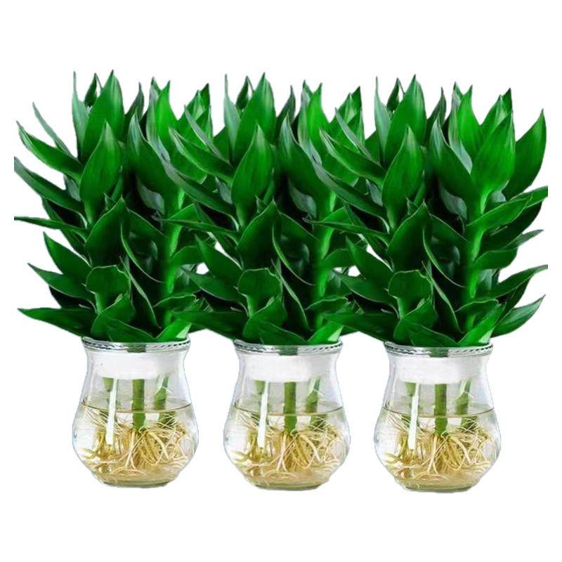 观音竹富贵竹水培植物带根花卉绿植绿萝室内盆栽转运竹子水养好养