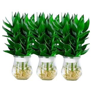 观音竹富贵竹水培植物带根花卉绿植绿萝室内盆栽转运竹子水养好养