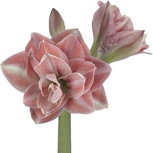 荷兰朱顶红种球粉色荣耀双梦舞后爱神阳台花虹越25年进口新球现货