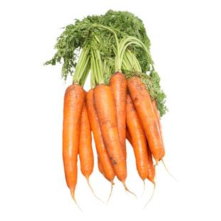 胡萝卜种子种籽孑子红水果萝卜罗卜的紫黑菜种紫色黄胡罗卜种大全