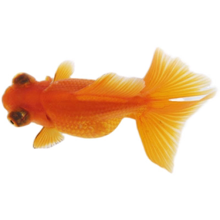 精品金鱼观赏鱼鸿运当头金鱼活体鱼缸小鱼冷水鱼招财鱼兰寿丹顶红