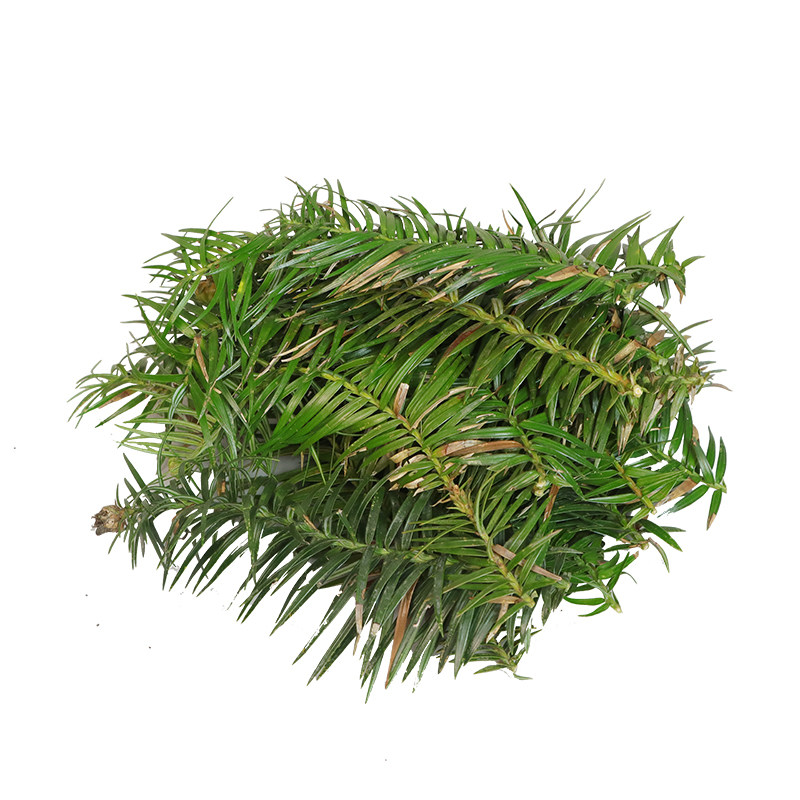 新鲜自然杉树叶杉树枝叶树根新鲜真叶子道具园林绿景装饰泡水名茶