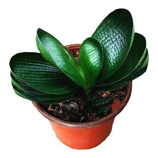 君子兰盆栽长春精品小苗 四季短叶 珍珠麻脸和尚圆头油匠名贵花卉