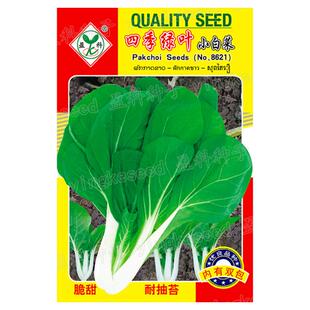 四季小白菜种孑绿叶甜白菜种籽农家菜园青菜籽种阳台盆栽蔬菜种孑