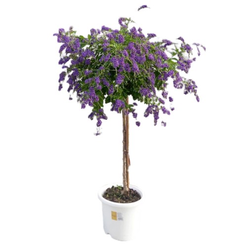 香水连翘花盆栽蕾丝金露花巧克力花棒棒糖香水味庭院花木多季开花