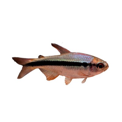 热带群游鱼皇室青魔鬼蓝缎带三型