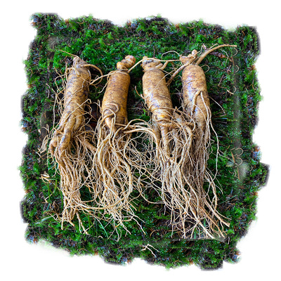 长白山现挖6年10支煲汤鲜人参