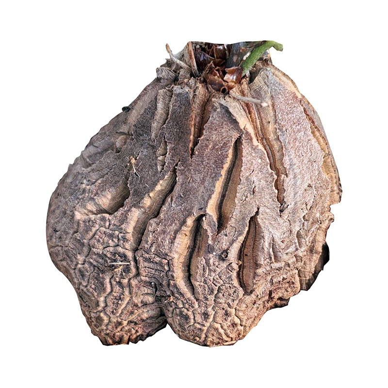 象足龟甲龙2-8cm清仓多肉植块根