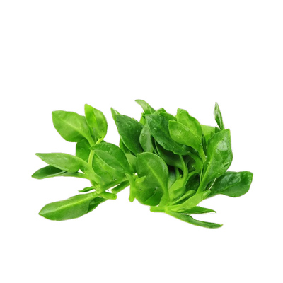 田七种苗春夏四季蔬菜种子