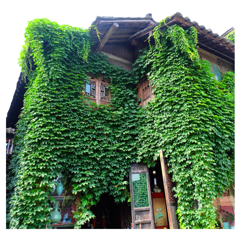 爬山虎树苗爬藤植物四季常青不落叶爬墙虎种子好养绿植花卉园盆栽