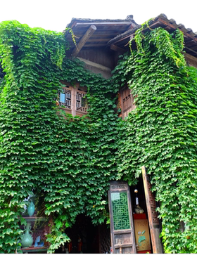 四季常青爬墙虎爬藤植物