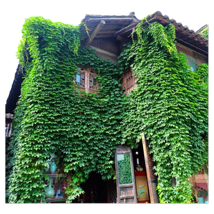 爬山虎树苗爬藤植物四季常青不落叶爬墙虎种子好养绿植花卉园盆栽