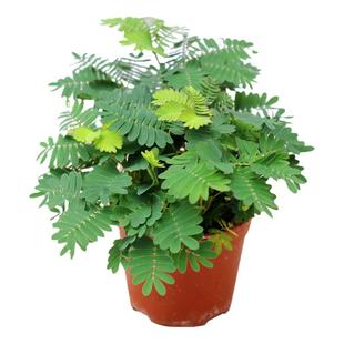 含羞草种子 知羞草 花草四季易种室内阳台盆栽花卉花籽 一袋150粒