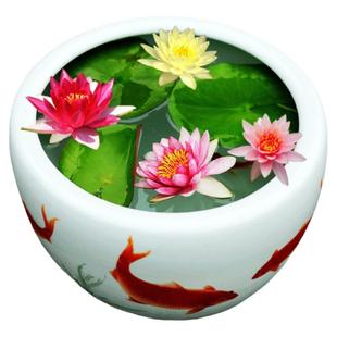 【睡莲带花苞】花根块水培植物池塘水池四季种鱼缸水养荷花苗盆栽