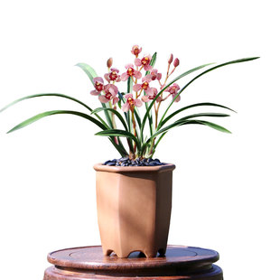 翁源兰花老种四季建兰红月正品红香妃带花浓香好养室内绿植卉盆栽