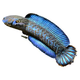 阿萨姆蓝帆奶茶雷龙鱼蓝宝石七彩雷龙巴卡幼苗子淡水中小型观赏鱼