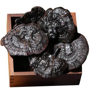 杨直二黑灵芝野生神龙架纯干货整朵正品中药材特级切片大漆灵芝杯