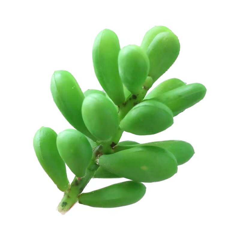 多肉植物单支组合盆栽室内家居