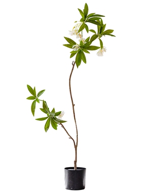 掬涵水石榕仿真绿植大型仿生绿植