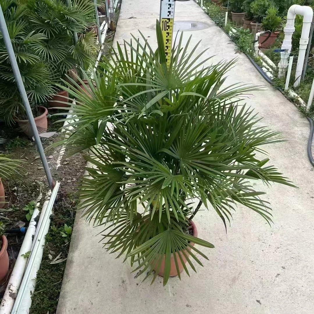 细叶金山棕竹小叶棕竹绿植盆栽室内厅阳台大型净化空气植物好养