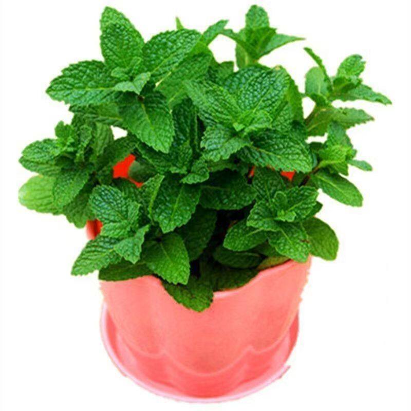 薄荷菜籽 柠檬薄荷种籽 家庭菜园地栽 阳台盆栽农家芳香香草籽