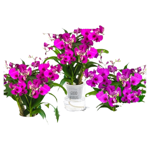 香水石斛兰盆栽带花苞浓香型花卉室内水培植物四季好养活绿植开花