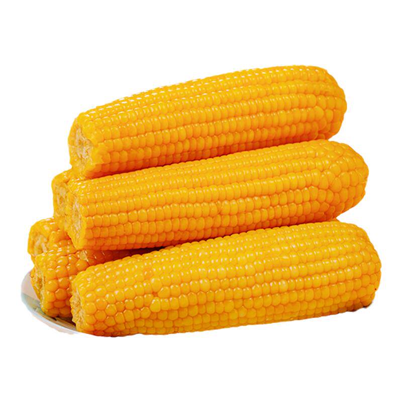 全东北黄糯玉米新鲜软糯粘黏苞米真空铝箔装代餐早餐饱腹玉米棒