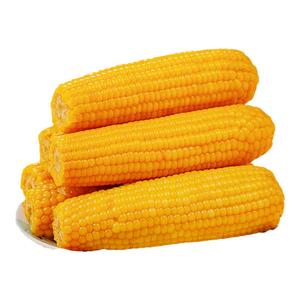 【刘老杆】东北真空包装黄糯玉米8根