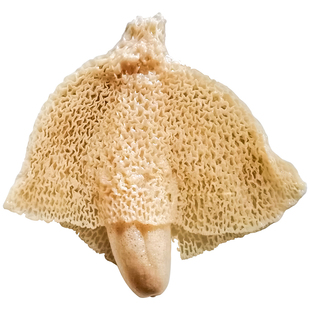 自然生长宜宾长宁蜀南竹海长裙竹荪干货农家野生竹笙特级新鲜无硫