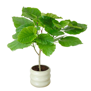 爱心榕盆栽心叶伞榕树大叶植物室内绿植客厅好养四季常绿净化空气