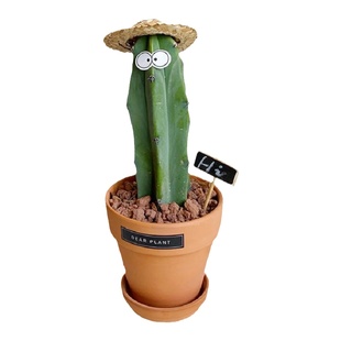 亲爱的绿植龙神木仙人柱盆栽办公室内防辐射创意沙生蓝柱多肉植物