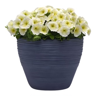 进口矮牵牛种子海市蜃楼/黄色Mirage系列中大型花矮生盆栽春秋播