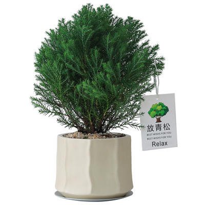 放青松盆栽雾凇盆景绿植