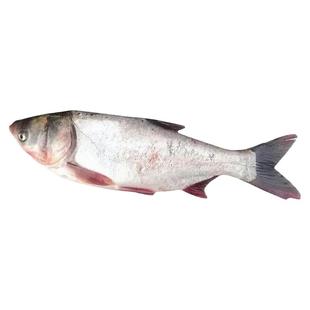 优质大白鲢鱼苗鲢鳙淡水养殖活体大头鱼四大家鱼白条鱼跳鲢鳊鱼苗