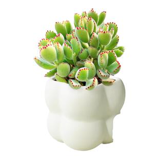 熊童子多肉植物熊爪办公室内小盆栽绿植冷门罕见稀有高端品种含盆