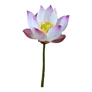 【纤•倾绝】小铃玲荷花品种展一等奖小微型迷你碗莲荷花种藕小苗