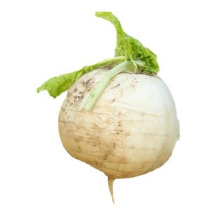 四川春不老圆白萝卜种子种籽子四季孑籽种圆根白皮蜂蜜水果罗卜