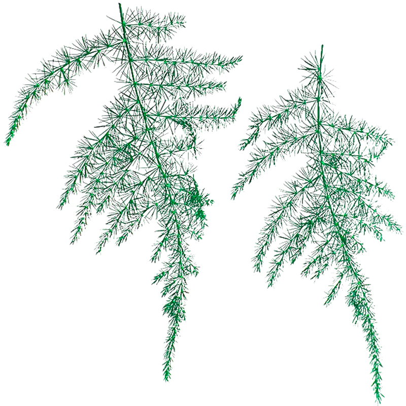 新鲜文竹15支 云片竹叶 云竹 酒店冷菜摆盘装饰点缀新鲜叶子