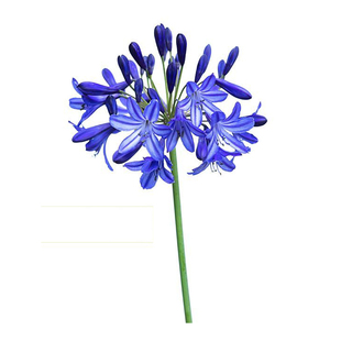 海蒂的花园百子莲圣母皇太后银宝宝庭院耐热耐晒植物花卉盆栽