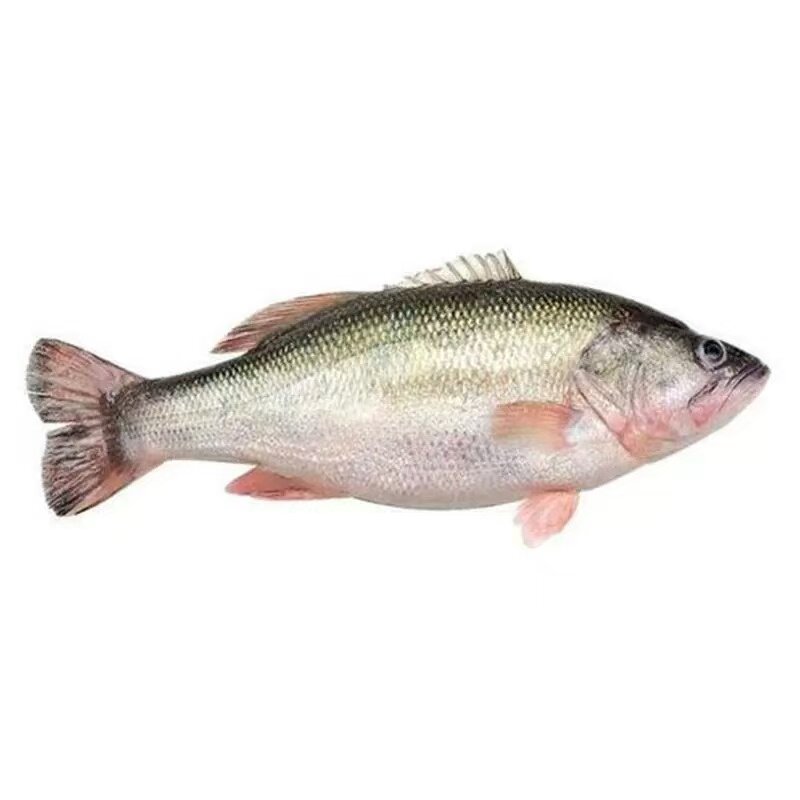 鲈鱼苗特大加州鲈鱼苗可食用大口黑鲈路亚肉食凶猛养殖淡水鲈鱼苗